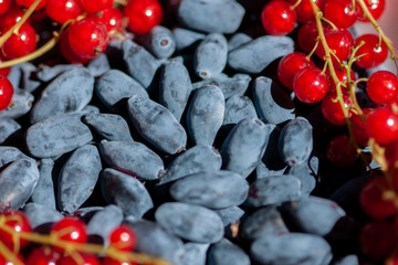 Harvest Ripe honeysuckle and red currant berries. Close-up of berries on a sunny day.