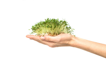 Naklejka na ściany i meble green plants in hand, germinated seeds of cress lettuce in the palm on a white background, isolate, vegetarianism, raw foods, vegan