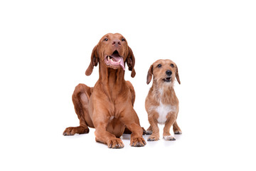 Studio shot of an adorable magyar vizsla and a wire haired dachshund mix dog