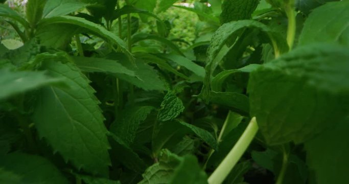 Slow motion alternative angle shot of fresh mint plants in a greenhouse in a sunny day.
