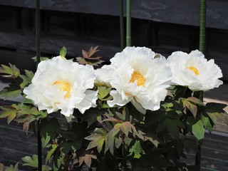 白い牡丹の花　春の庭