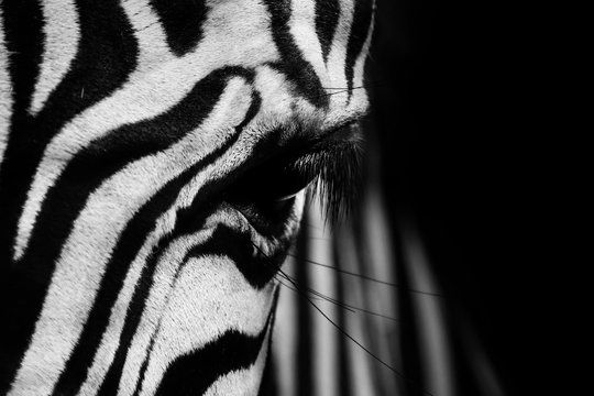 Zebra eye
