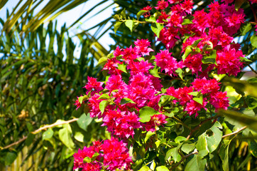 Flowers of Asia Pink Bougainville glabra with leaves 