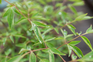 Green leaves with raindrops in spring garden