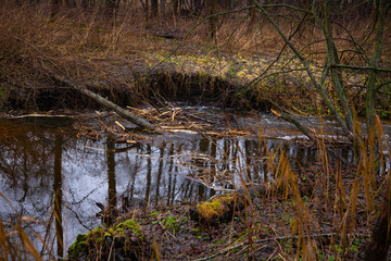 dam of beavers made on the river, view from the back