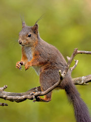 Eichhörnchen