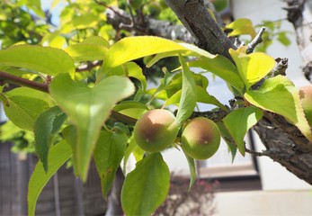 若い梅の実　春の庭