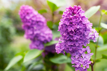 Beautiful blooming violet lilac flower in a garden closeup. Lilac spring flowers bunch. Spring blossom.