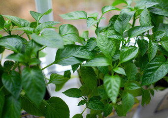 pepper seedlings on window