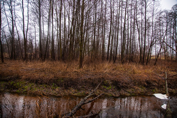 trees in the forest during the rainy season