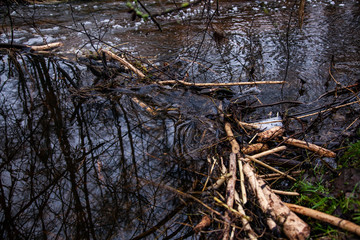 dam of beavers made on the river, side view, closeup