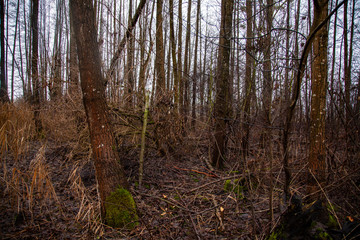 trees in the forest during the rainy season, closeup