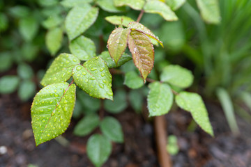 Rose leaves in raindrops in the spring park