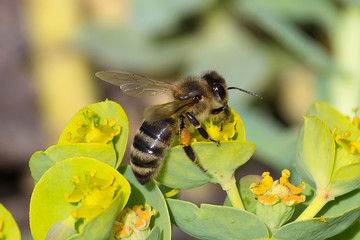 Honey bee, pollination process