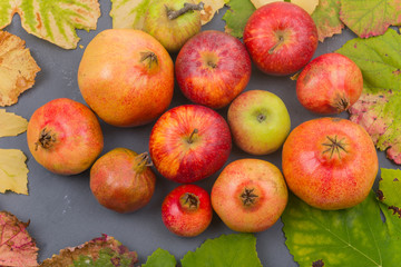 Autumn fruits