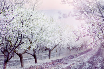 Fototapeta premium Rows of snow-white fruit trees in the garden. Blossom orchard.