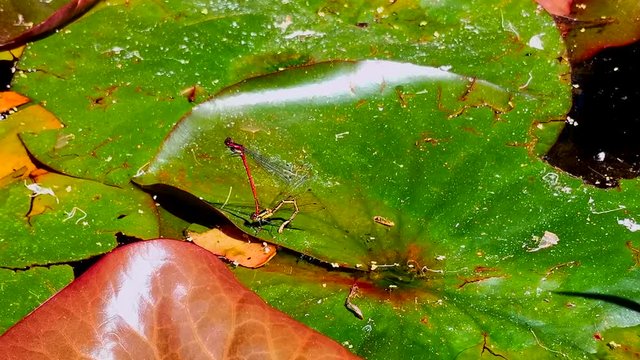 Handheld shot of a Lib&eacute;lulas copula linguistics or dragonflies, mating on a water lily leaf, on a sunny day, in Spain