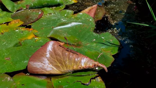 Handheld shot of a Lib&eacute;lulas copula linguistics or dragonflies, paring on a water lily leaf, on a sunny day, in Spain