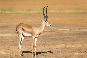 A Grant Gazelle stands in the middle of the grassy landscape of Kenya