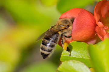 Honey bee, pollination process