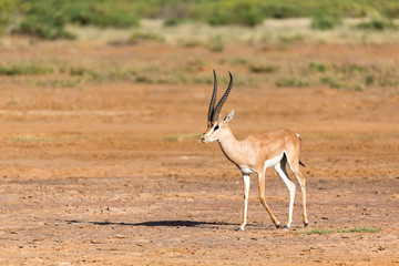 Grant Gazelle in the savannah of Kenya