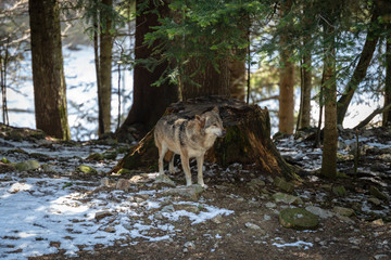 Fototapeta na wymiar European wolf in forest