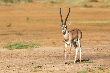 A Grant Gazelle stands in the middle of the grassy landscape of Kenya