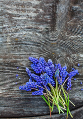 grape hyacinth on old wooden surface
