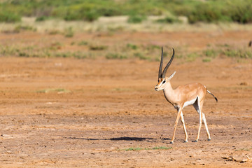 Grant Gazelle in the savannah of Kenya