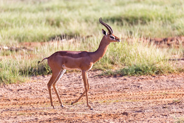 A Grant Gazelle stands in the middle of the grassy landscape of Kenya