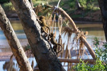 A little monkey is playing on a tree branch