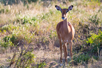 A portrait of an Impala antelope in the savannah of Kenya