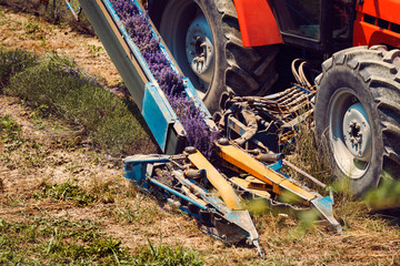 Close-up harvesting of violet lavender with agricultural machinery