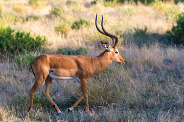 A portrait of an Impala antelope in the savannah of Kenya
