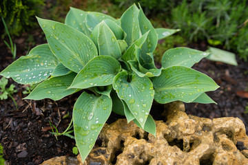 Araceae in the spring garden on the rain drops with the yellow stone