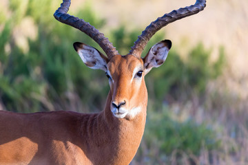A portrait of an Impala antelope in the savannah of Kenya