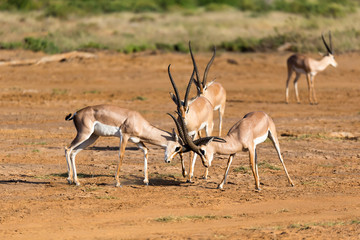 A battle of two Grant Gazelles in the savannah of Kenya