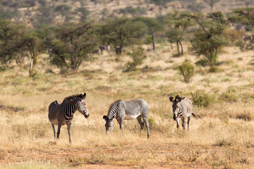 Naklejka na ściany i meble Large herd with zebras grazing in the savannah of Kenya
