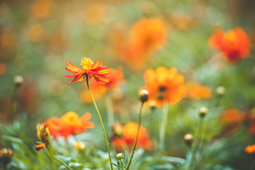 Beautiful orange cosmos flower