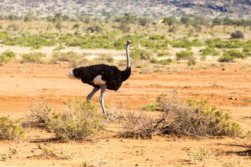An ostrich family runs through the savanna of Kenya