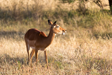 A portrait of an Impala antelope in the savannah of Kenya