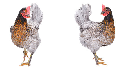 Two curious gray chicken isolated on white background