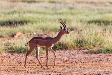 A Grant Gazelle stands in the middle of the grassy landscape of Kenya