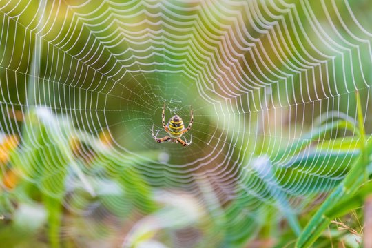 Wasp spider in the center of its web