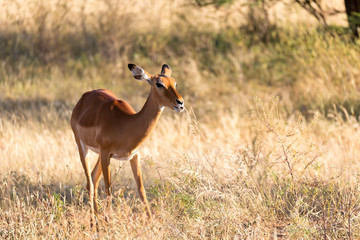 A portrait of an Impala antelope in the savannah of Kenya
