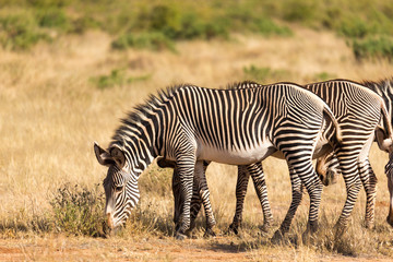 Fototapeta na wymiar Large herd with zebras grazing in the savannah of Kenya