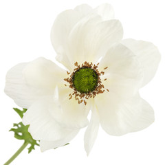 White flower of anemone, isolated on white background