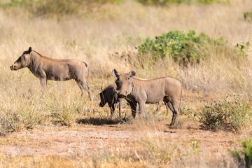 Obraz na płótnie Canvas A warthog stands in the middle of the grass in Kenya
