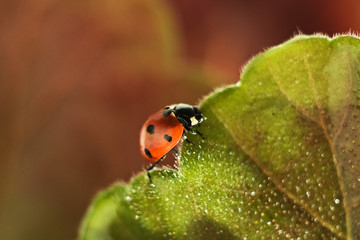 ladybug on a green leaf, macro photography, close-up plan, plant geranium and insect
