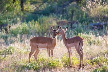 Two impalas stand together in the grass landscape